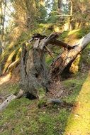 Picture of the broken tree in a forest