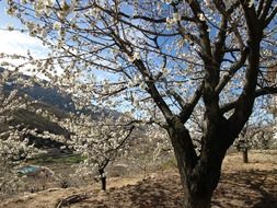 cherry tree landscape