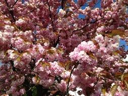 Blooming cherry flowers