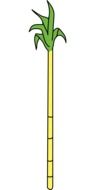 cane sugar plant vector drawing