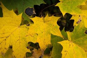 green and yellow maple leaves