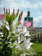 blooming plant on the background of the building close-up