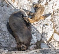 sea lions in the wildlife