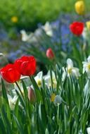 garden flowers tulips