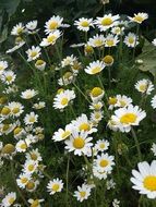 extraordinary beautiful daisy