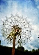 bottom view on dandelion seeds