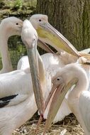 white pelicans