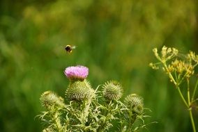 thistle and bee