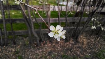 white spring flower near fence closeup