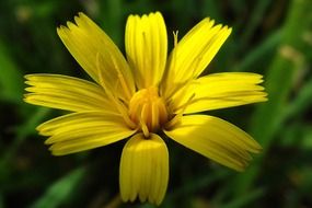 wild flower with yellow petals