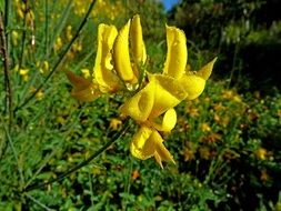 drops of dew on the yellow flower garden
