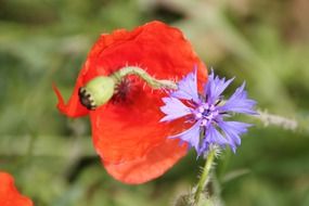 Beautiful red poppy flower and violet flower at blurred background