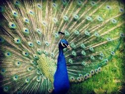 peacock with open tail feathers close up