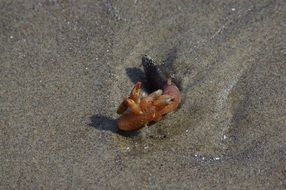 wonderful barnacle animal