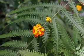 Fresh fern flower yellow nature blossom
