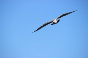 seagull flies high above the beach