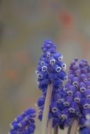 grape hyacinth blossoms