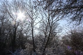 Frosty forest in winter