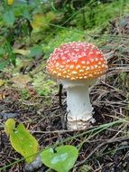 hidden fly agaric autumn mushroom