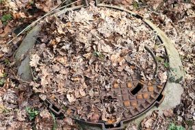 brown leaves guli
