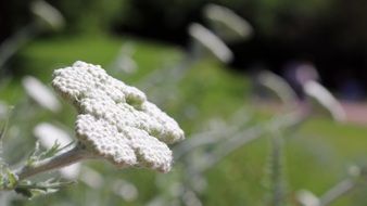 white wild flowers in spring