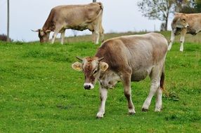 farm cows in allgau