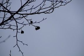 beech nuts on the blue sky