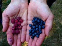 collect blueberries and wild raspberries