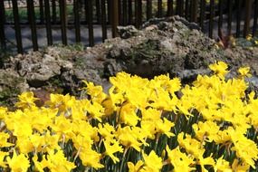 Yellow flowers in a park garden