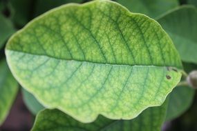 green tree plant