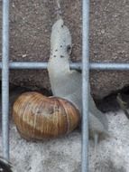 Big helix pomatia snail in nature