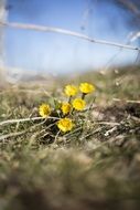 yellow coltsfoot flowers in spring