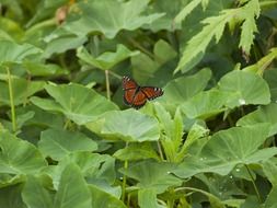 butterfly on a summer green bush