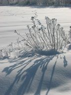 shadow from the plant on the snow cover