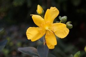yellow flower on dark background