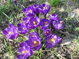 delicate crocus flowers in spring