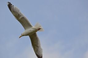 seabird in the sky