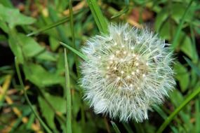 white dandelion on a background of green grass