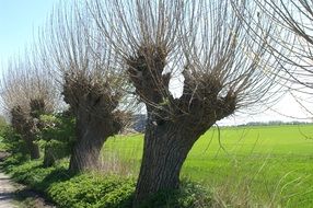 wind willow nature