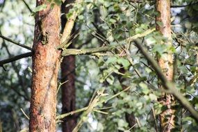 part of tree trunk in forest