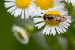 flower and a bee macro shot