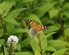 orange garden butterfly