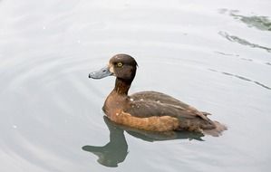 brown duck in the pond