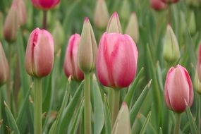 pink tulips in the park