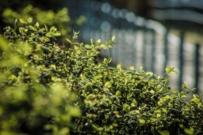 Green leaves in a garden close-up on blurred background