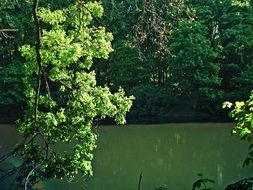 landscape of green forest pond