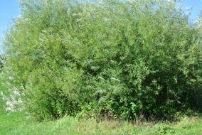 big green bush under the bright sun