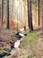 photo of a stream in the autumn forest