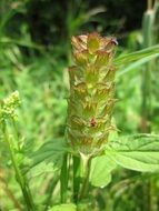prunella vulgaris flower