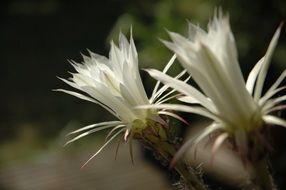 white bloom of a decorative cactus close up